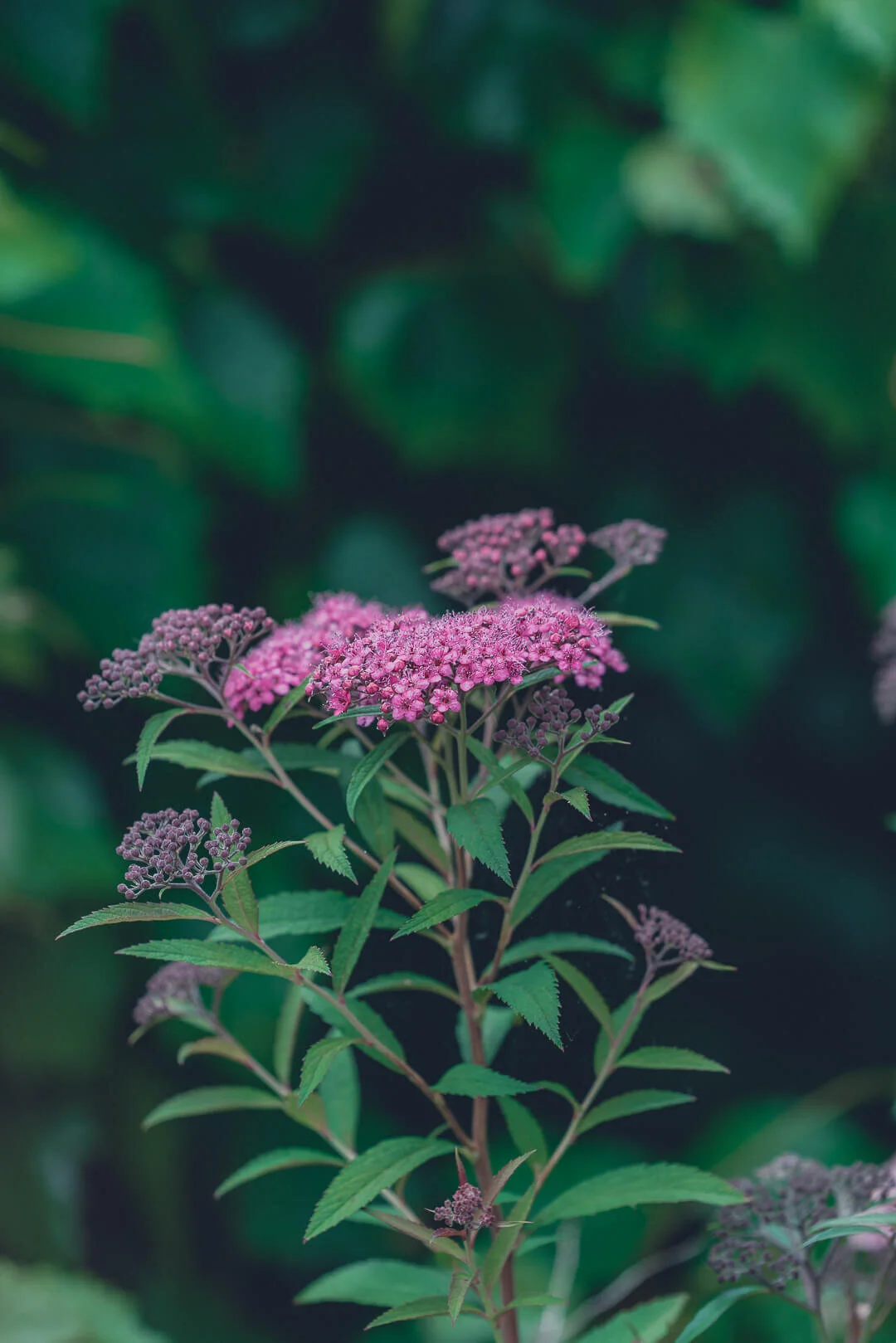 Bright Landscapes LLC