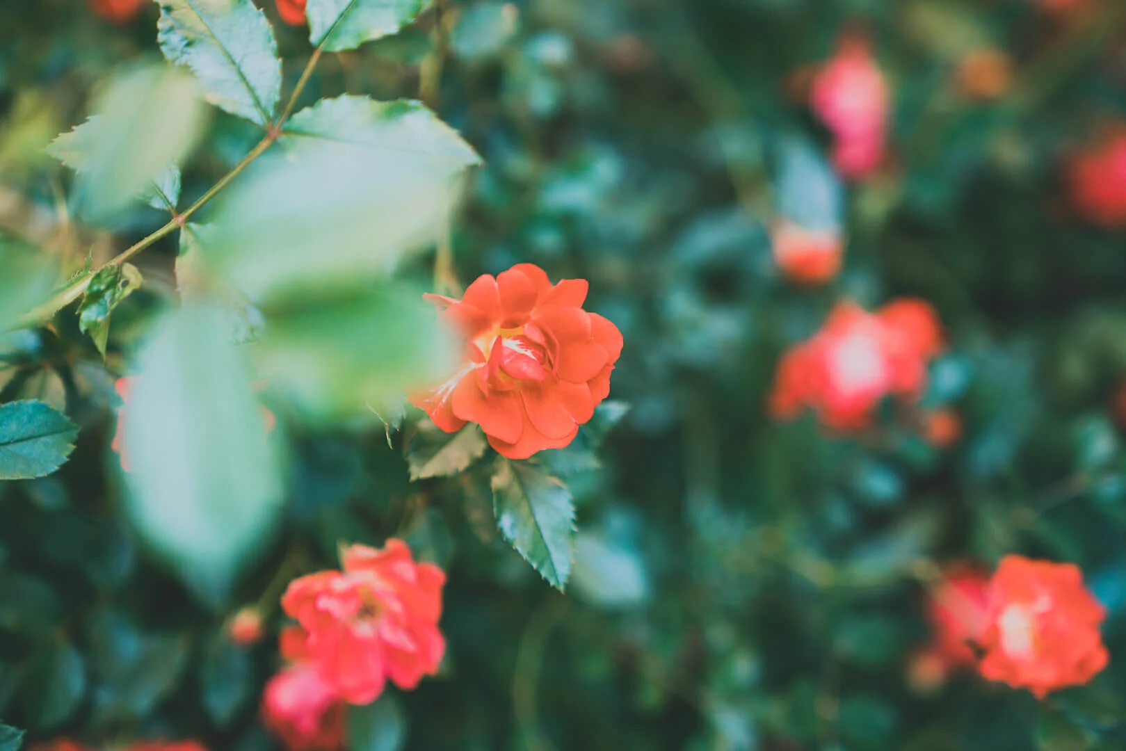 Bright Landscapes LLC